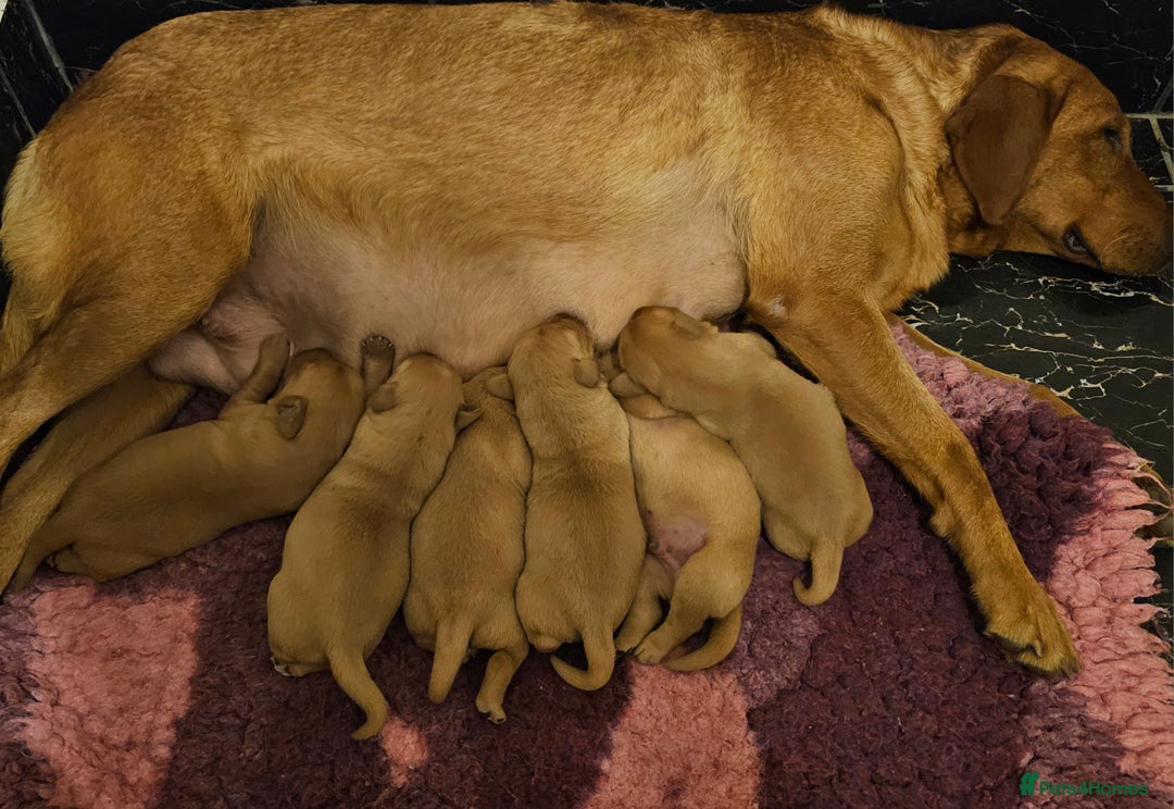 Labrador Retriever dogs for sale: 6 STUNNING KC REG FOX RED LABRADORS  - Advert 15