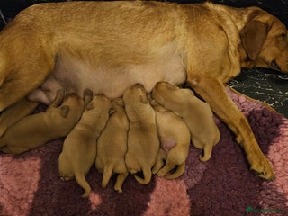 Labrador Retriever dogs 6 STUNNING KC REG FOX RED LABRADORS - Advert 2