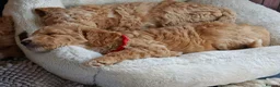 Goldendoodle dogs for sale: Exceptional Health tested Goldendoodle puppies - Advert 7