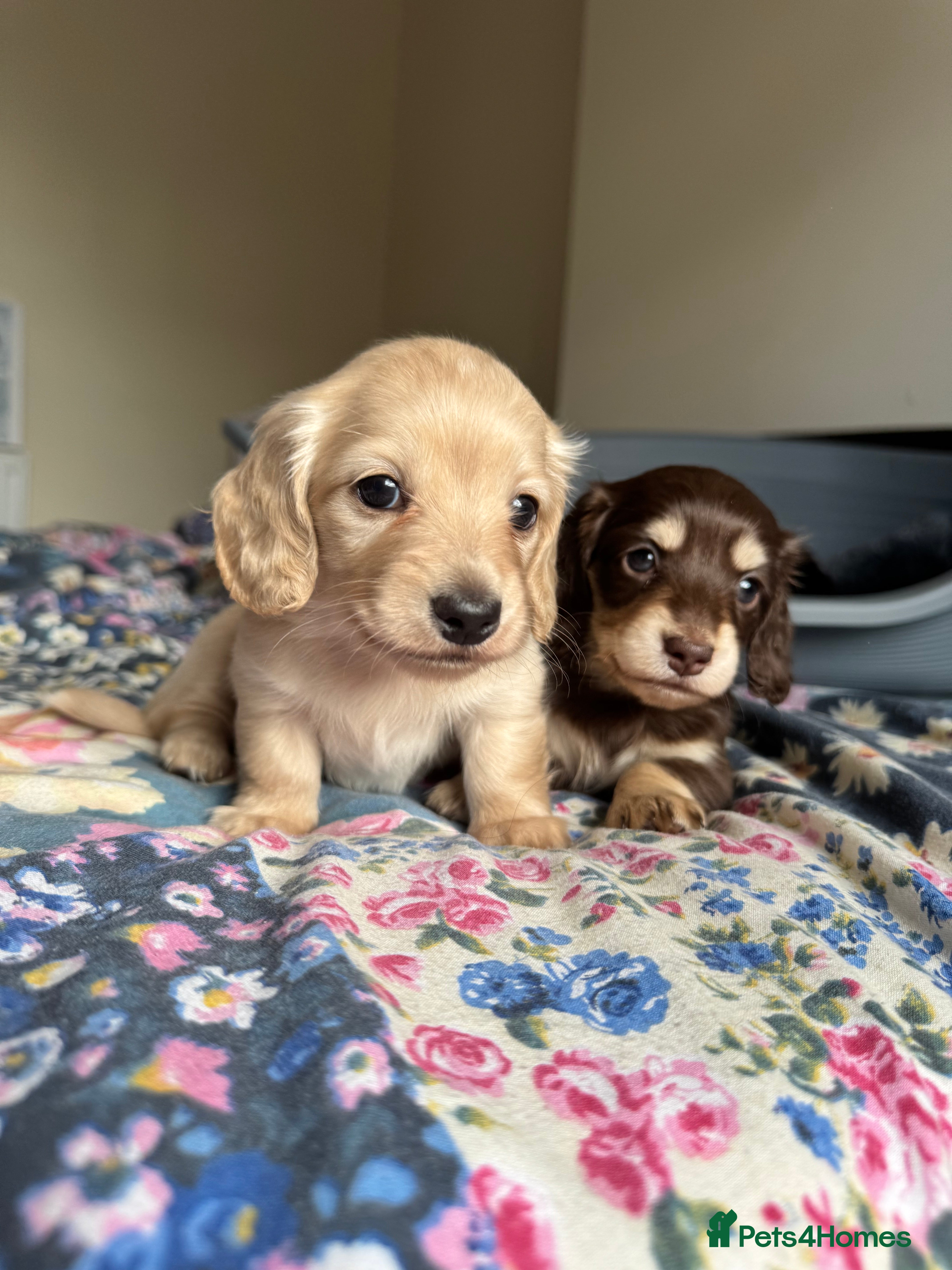 Dachshund dogs Miniature Dachshund Puppies – PRA Clear - Advert 2