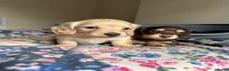 Dachshund dogs for sale: KC reg. Miniature longhair Dachshund Puppies   - Advert 5
