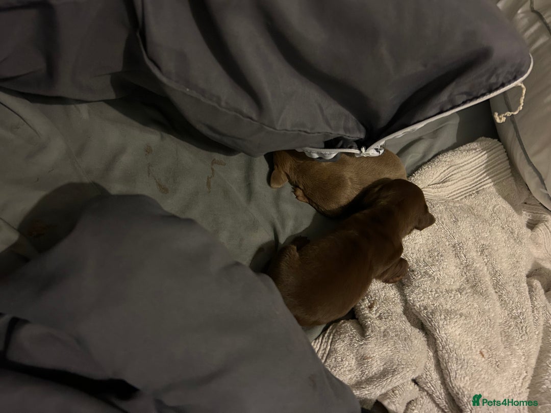 Dachshund dogs for sale: Mini daushound pups 3 available 2 boys and 1 girl - Advert 6