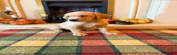 Labrador Retriever dogs for sale: *READY NOW* Stunning KC girls, tested&many FTCH/Ws - Advert 5