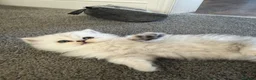 British Longhair cats for sale: British Longhair Boy  - Advert 4