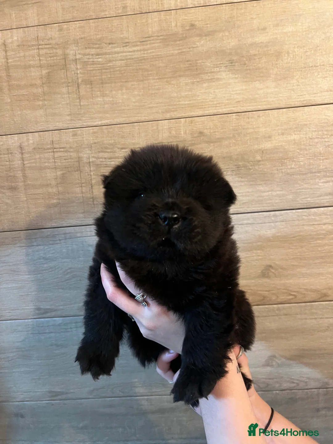 Chow Chow dogs for sale: KC Registered Chow Pups– (Champion Blood Lines) - Advert 3