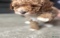 Toy Poodle dogs for sale: KC toy poodle puppies - Image 13