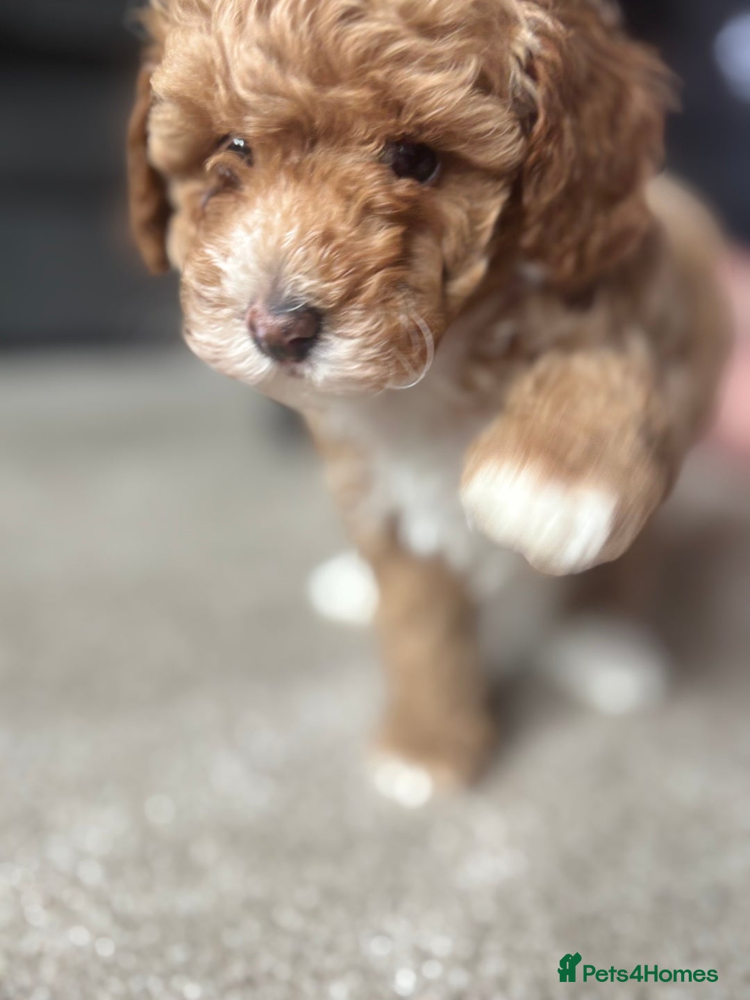Toy Poodle dogs for sale: KC toy poodle puppies - Image 13