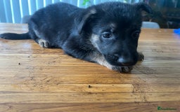 German Shepherd dogs for sale: German Shepherd Pups for Sale  - Image 17