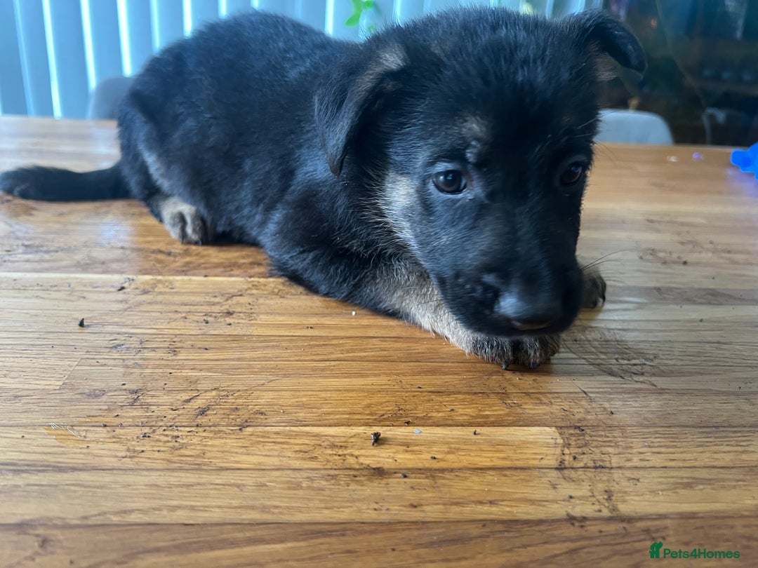 German Shepherd dogs for sale: German Shepherd Pups for Sale  - Image 17