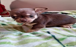 Chihuahua dogs for sale: Stunning Chihuahua Puppies  - Advert 14