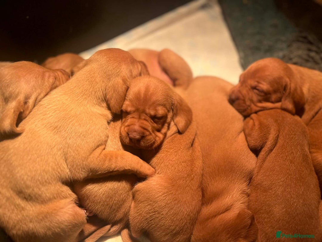 Hungarian Vizsla dogs for sale: Beautiful Fully Trained KC Hungarian Vizsla Puppy - Advert 11