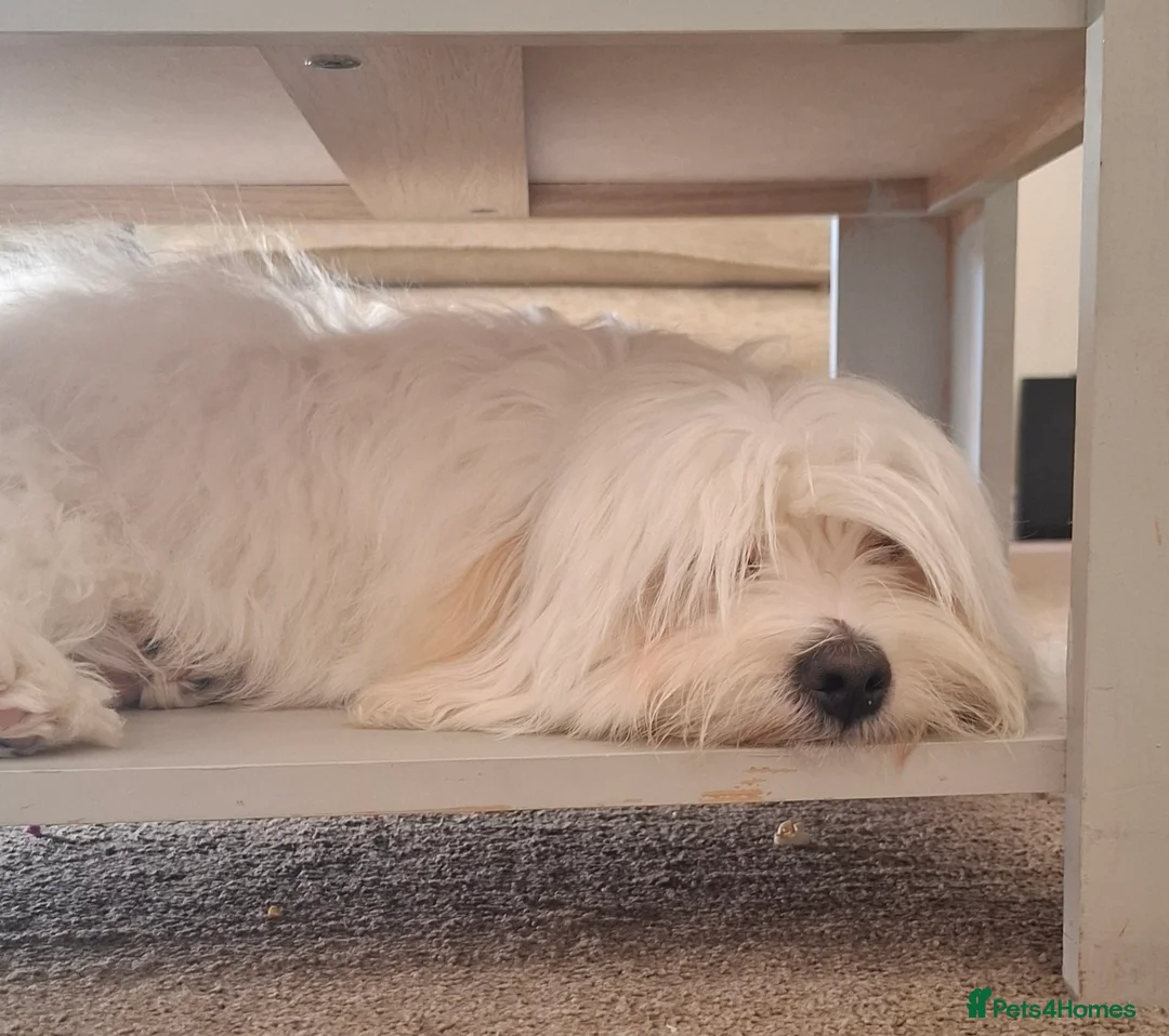 Mixed Breed dogs for sale: 6 month old Havachon in Northampton - Advert 1