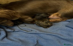 Miniature Dachshund dogs for sale: Long hair miniature dachshund  - Image 4