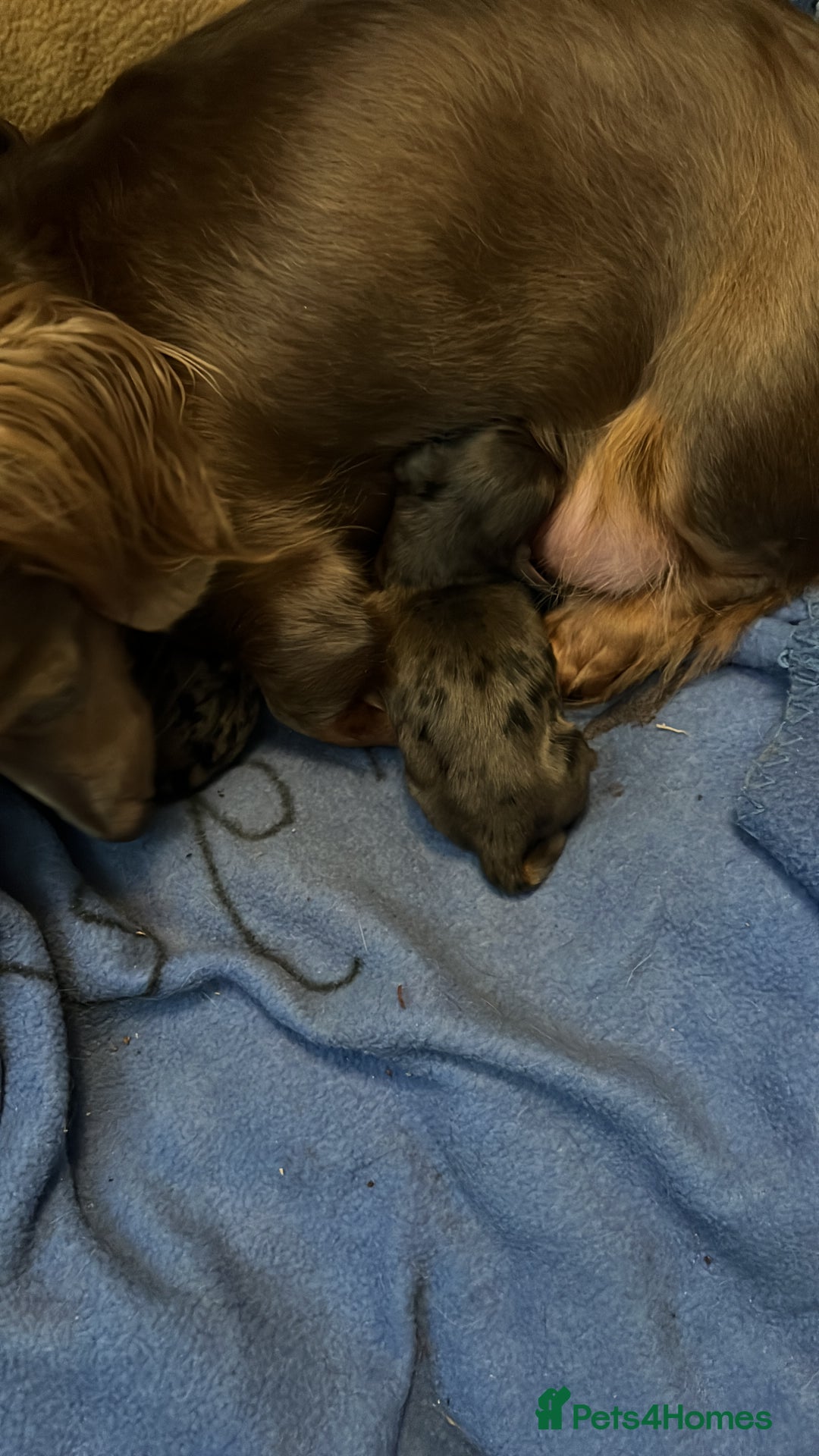 Miniature Dachshund dogs for sale: Long hair miniature dachshund  - Image 4