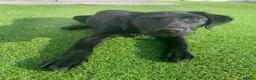 Labrador Retriever dogs for sale: Both parents are pedigreed Labradors in Altrincham - Advert 4