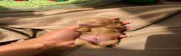 Maltipoo dogs for sale: Asian Maltipo Puppies XS Teddy Bear Faces Expected - Advert 18