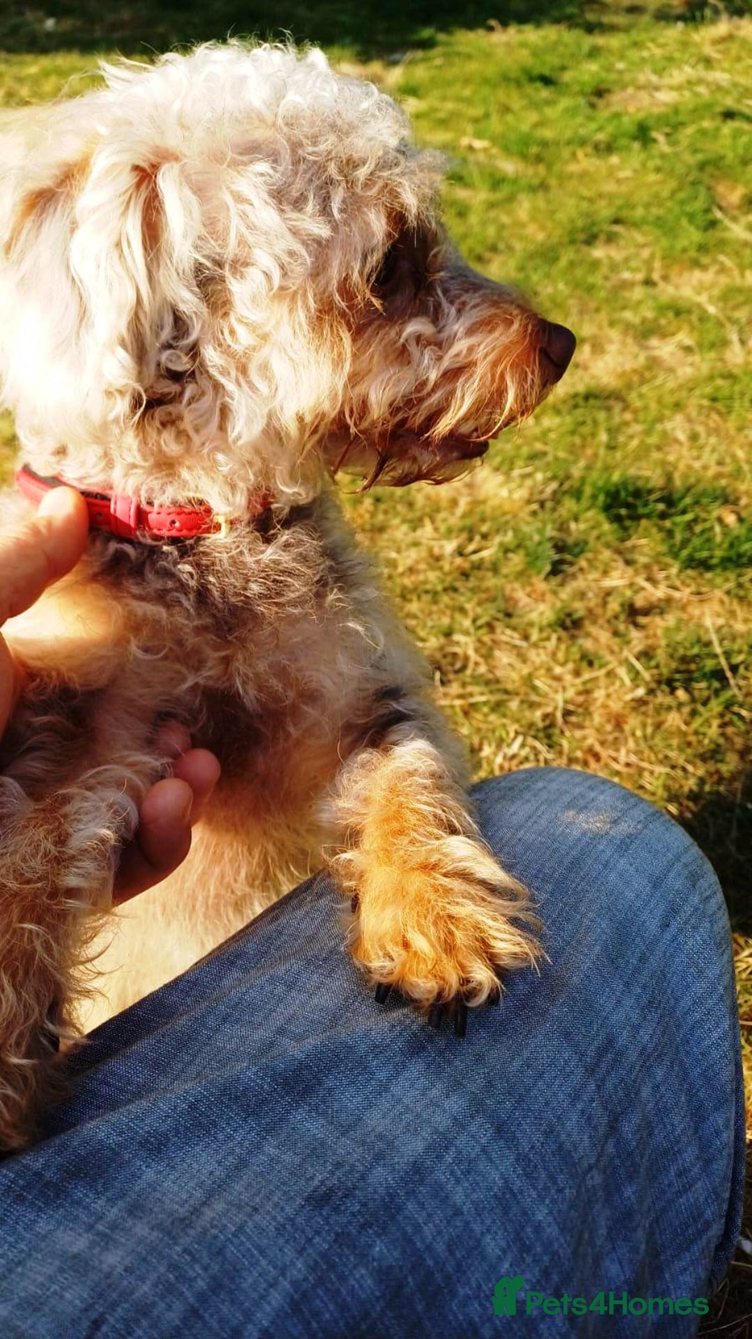 Yorkiepoo dogs for adoption: M.&K. - two inseparable friends for a Loving Home - Image 13