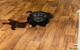 Mixed Breed dogs for sale: Rotator puppy male  - Image 2
