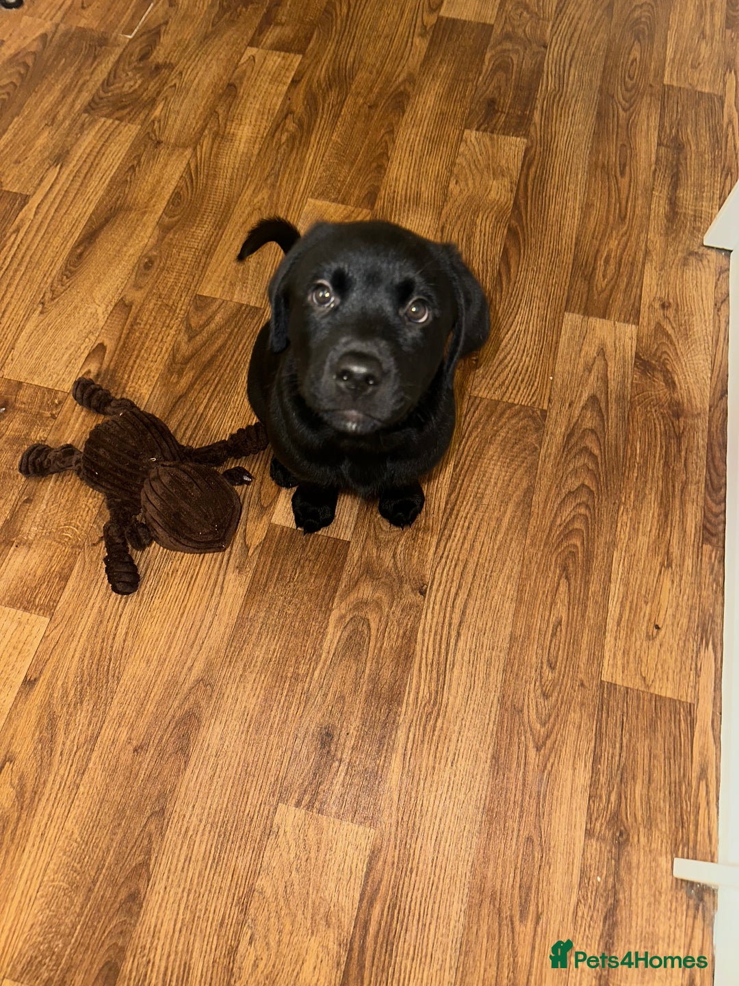 Mixed Breed dogs for sale: Rotator puppy male  - Image 2
