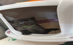 Scottish Fold cats for sale: 🐾Golden Teddy Bears – Ready for Reservation - Image 6