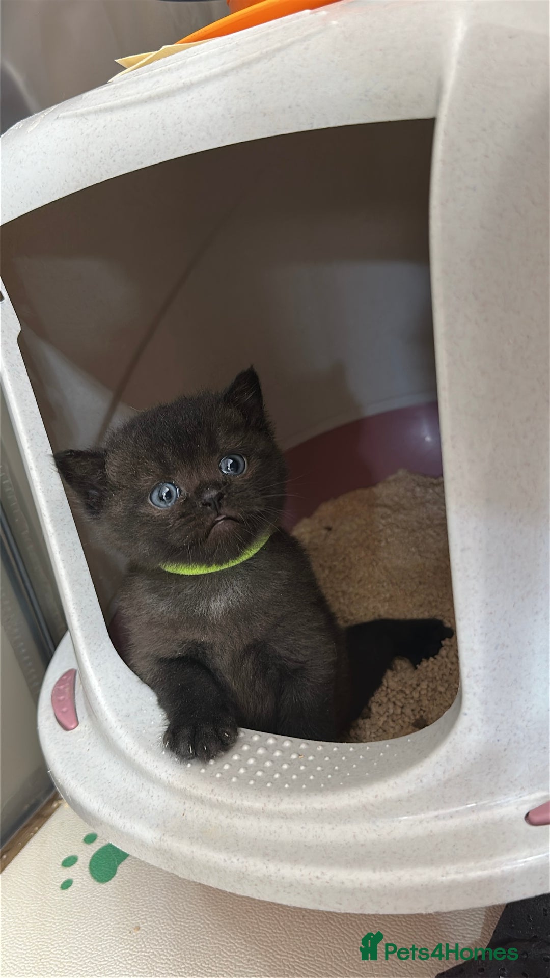 Scottish Fold cats for sale: 🐾Golden Teddy Bears – Ready for Reservation - Image 6