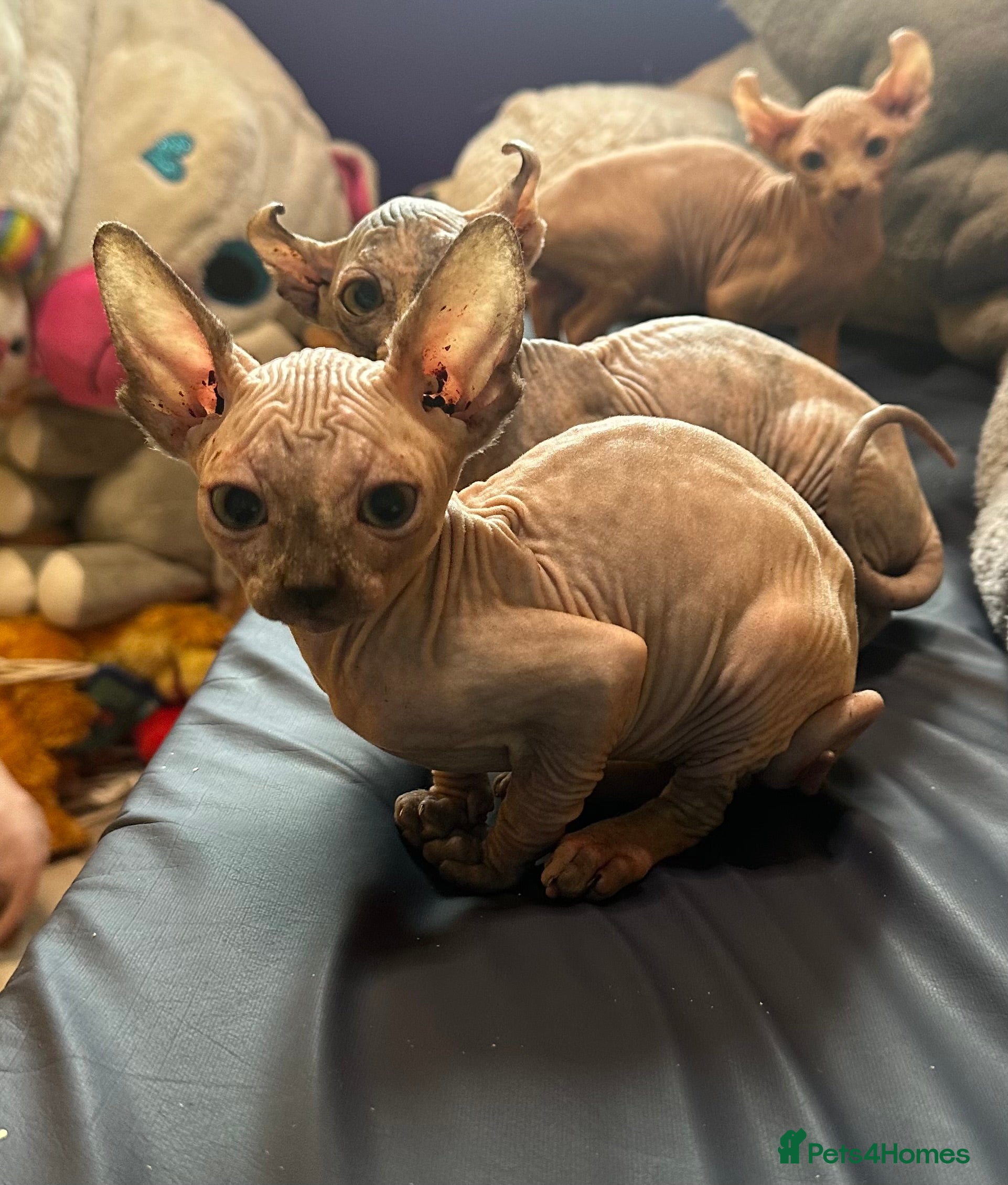 Sphynx cats CANADIAN SPHYNX READY NOW NO TIME WASTERS  - Advert 9