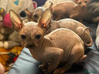 Sphynx cats CANADIAN SPHYNX READY NOW NO TIME WASTERS - Advert 17