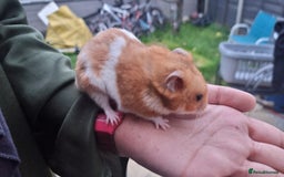 Hamster rodents for sale: Friendly syrian hamster to sell ASAP - Image 3