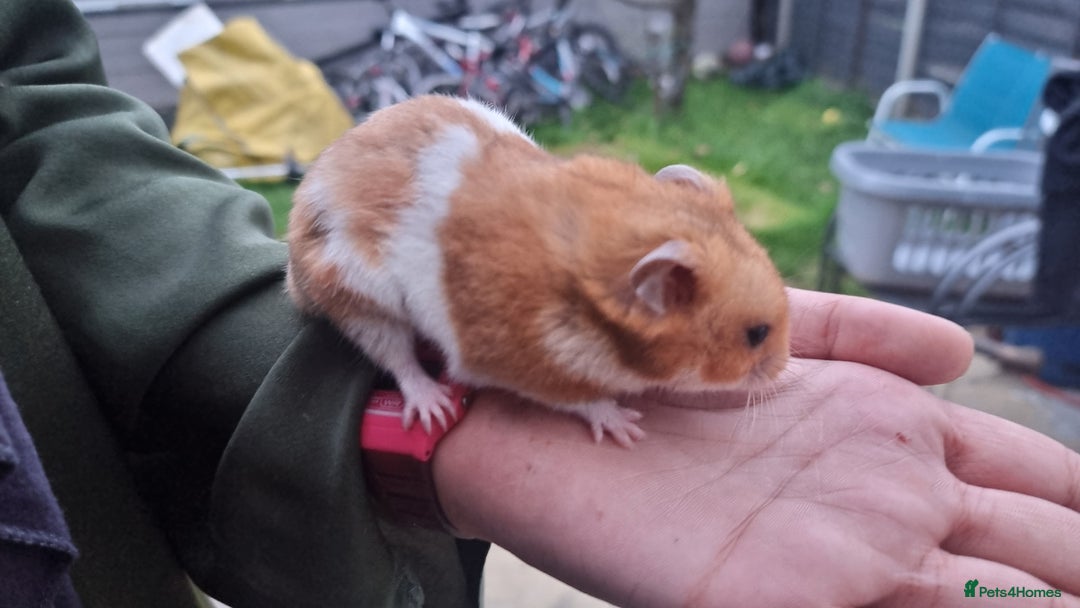Hamster rodents for sale: Friendly syrian hamster to sell ASAP - Image 3