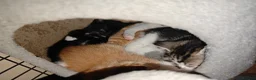 Mixed Breed cats for sale: kittens  in Wigan - Advert 7
