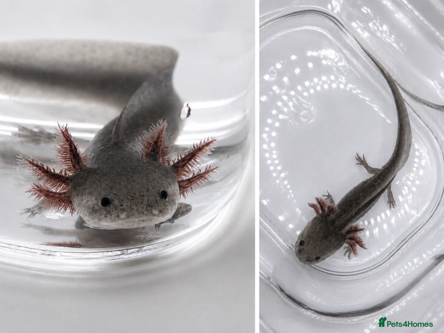 Axolotl reptiles 🔥 FLASH SALE | Premium Axolotls | Tank Ready 🔥 - Advert 18