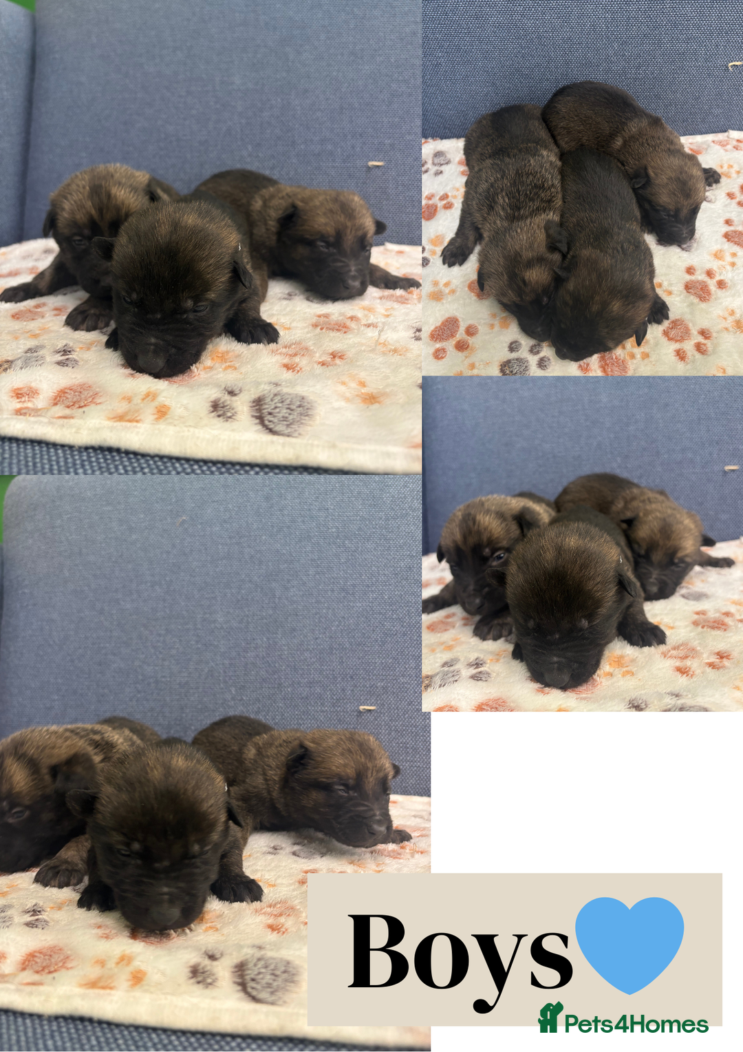 Belgian Shepherd Dog dogs for sale: 🐾Belgian Malinois Puppies Looking for Homes🐾 - Advert 11
