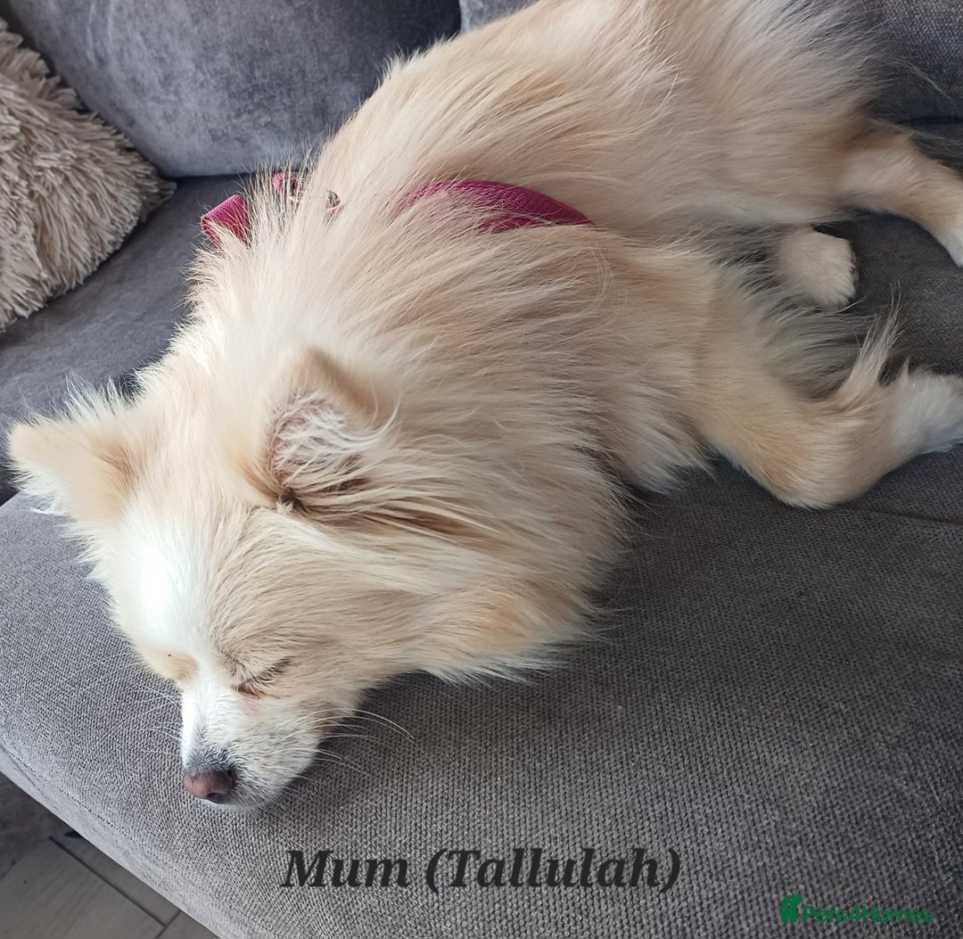 Pomeranian dogs for sale: 3 Pure XS Pomeranian, Boys Bear&Milo. Girl Ebony - Image 8