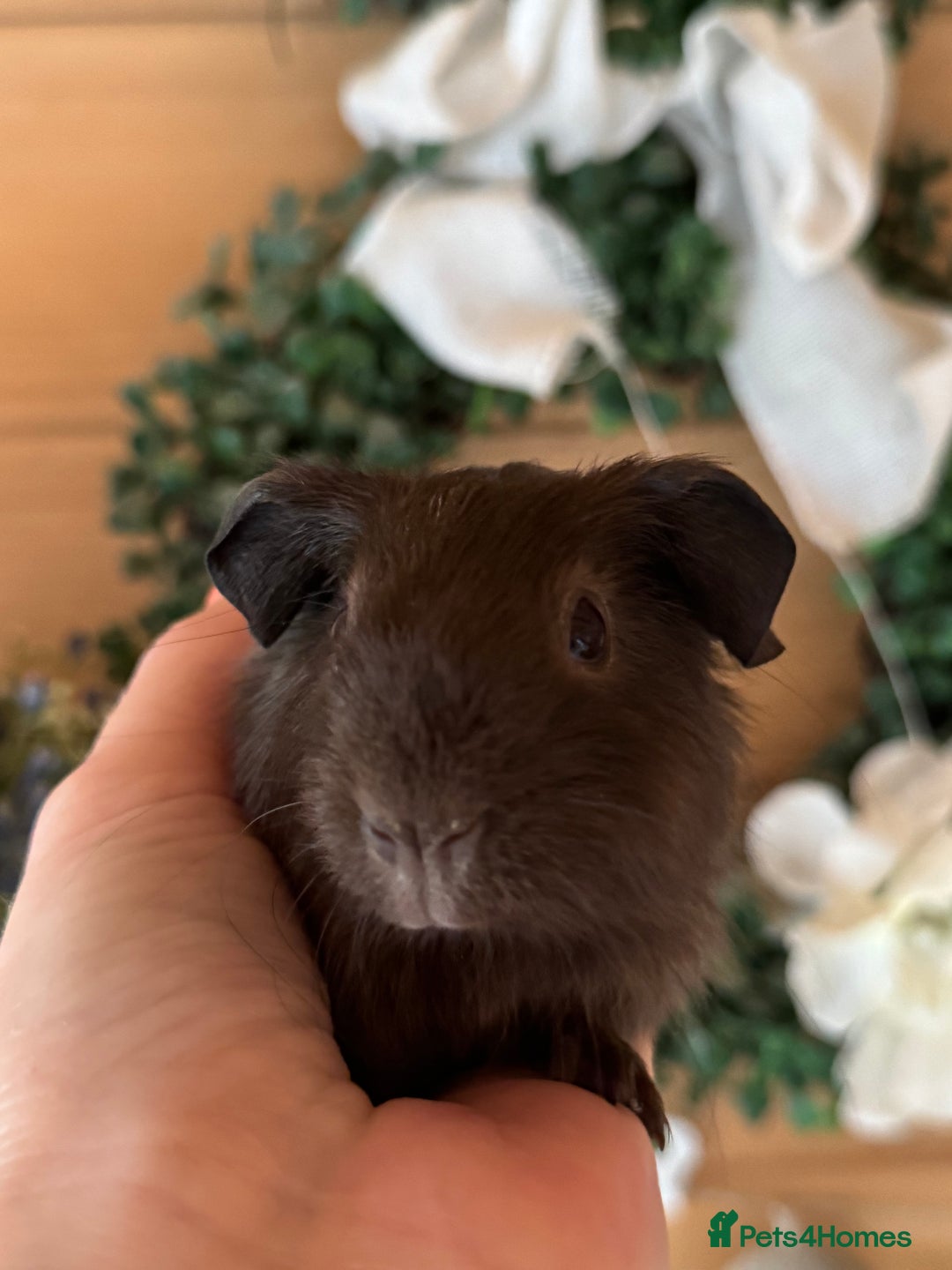 Guinea Pig rodents for sale: Guinea pigs Rex, slate, tri colour funky - Advert 8