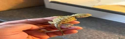 Dragon reptiles for sale: Rankins dragons - Advert 2