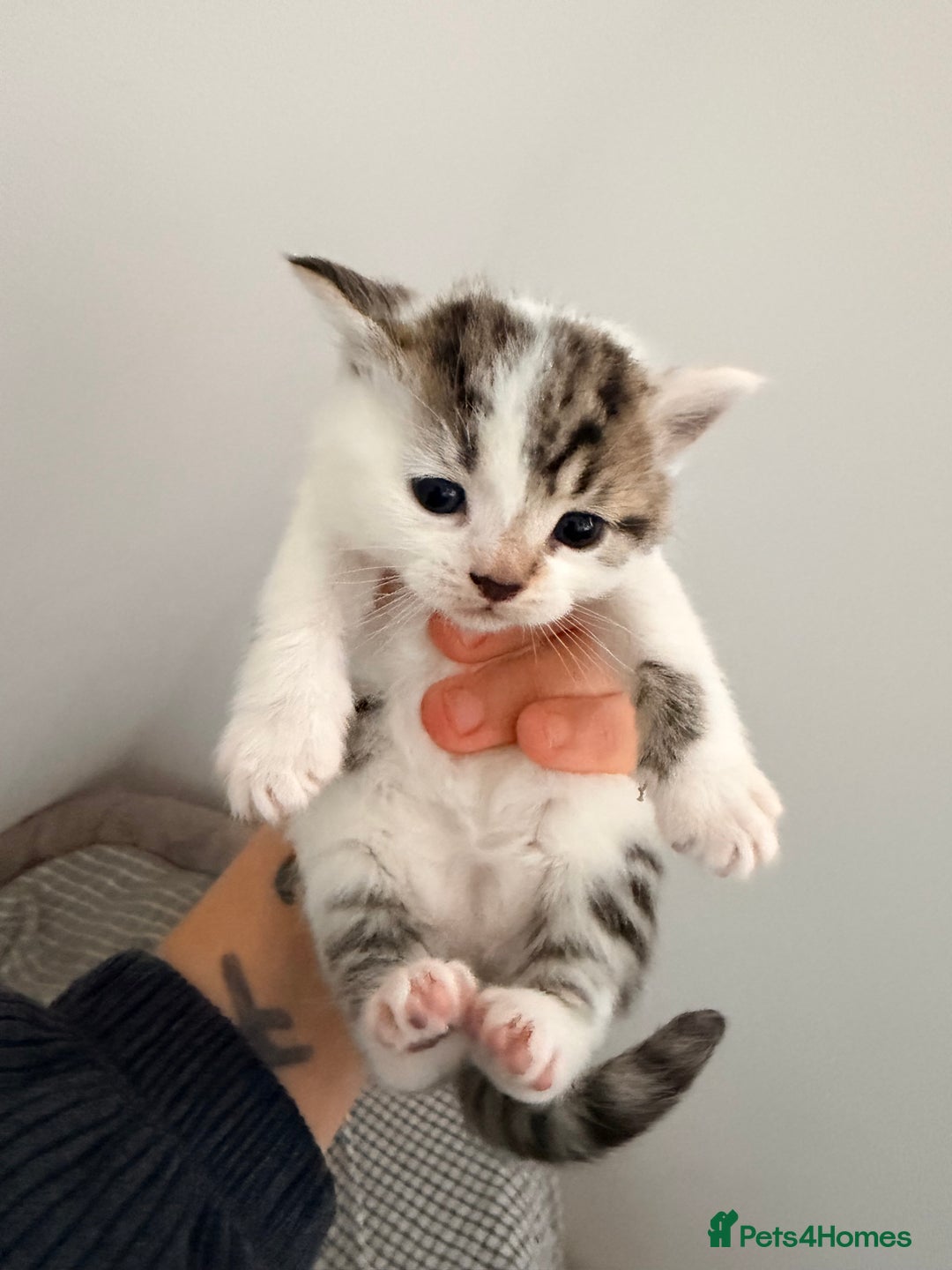 Mixed Breed cats for sale: 3 beautiful kittens - Advert 4