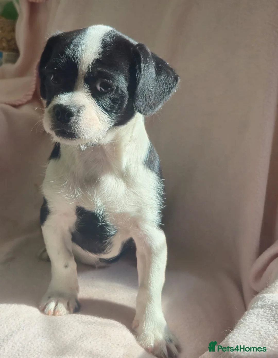 Mixed Breed dogs for sale: Beautiful pug x girl  in Coleford - Advert 1