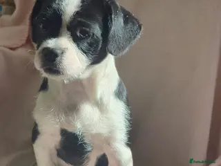 Mixed Breed dogs Beautiful pug x girl - Advert 4