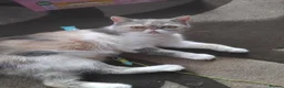 Exotic cats for sale: Rare Lilac Exotic Boy  - Advert 4