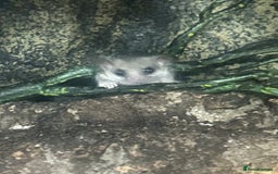 Mouse rodents for sale: African Pygmy Dormice - Image 4