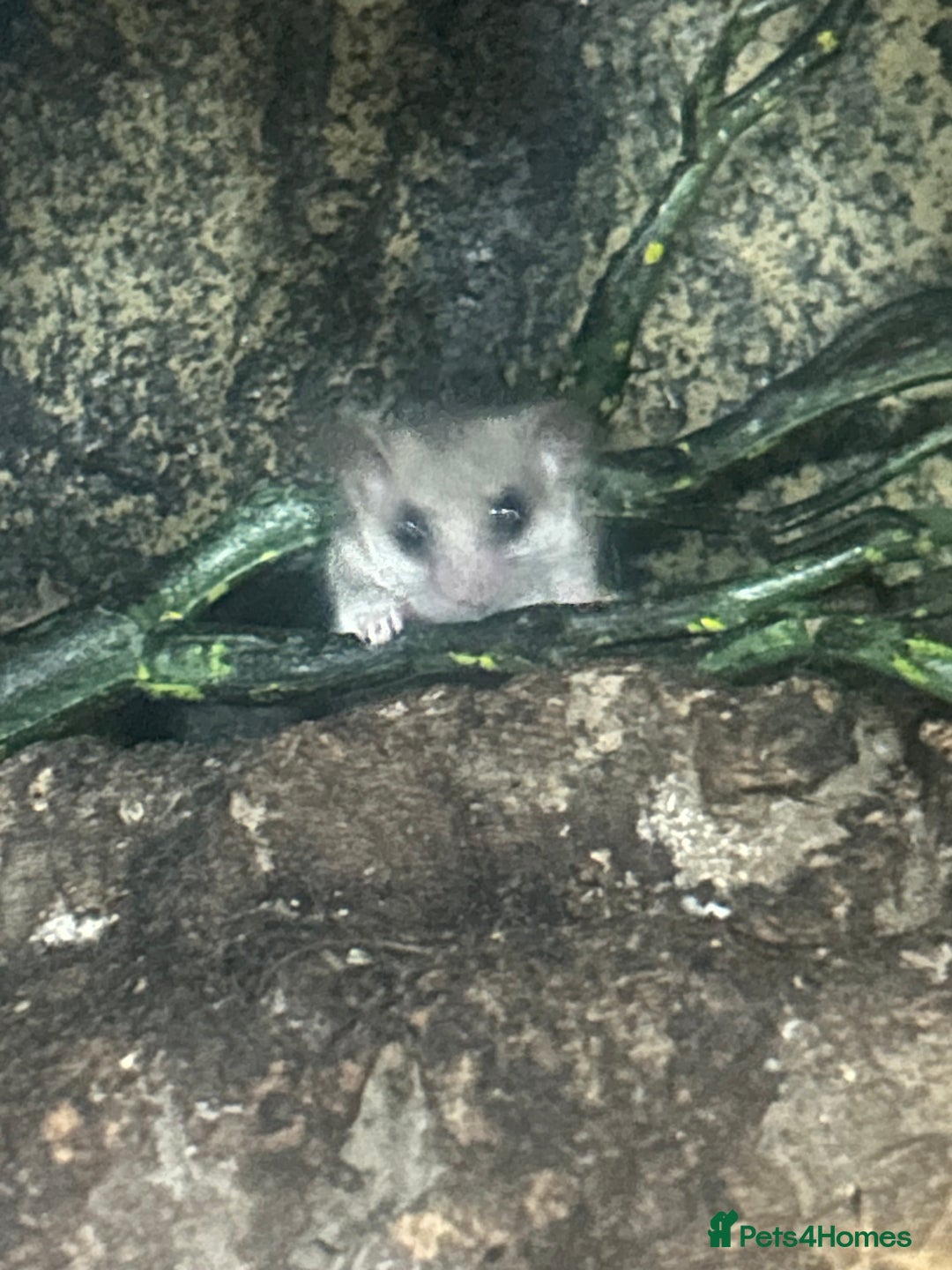 Mouse rodents for sale: African Pygmy Dormice - Image 4