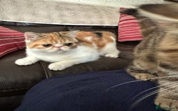Exotic cats for sale: Paloma is an exotic with a longer nose - Image 1