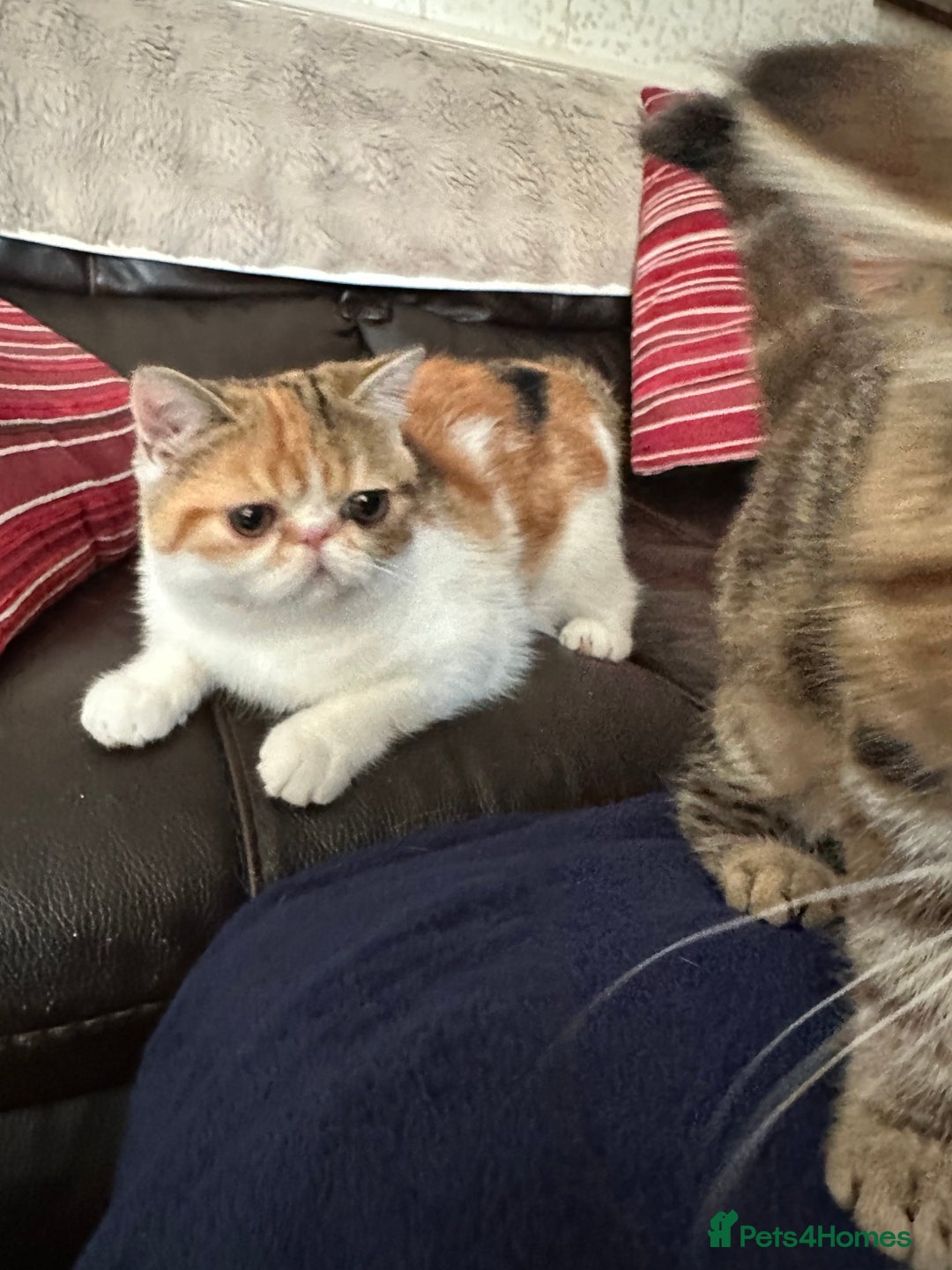 Exotic cats for sale: Paloma is an exotic with a longer nose - Image 1