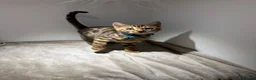 Bengal cats for sale: Tica Registered Pedigree Bengal kittens in Leeds - Advert 22