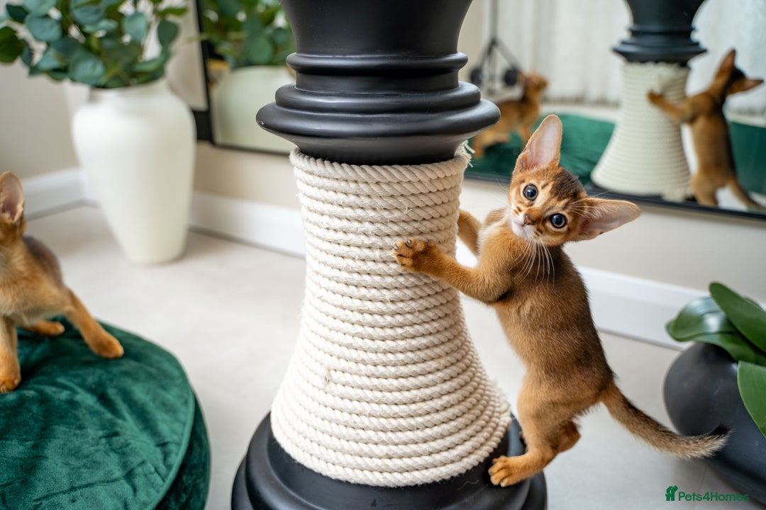 Abyssinian cats for sale: Elegant Abyssinian Kittens Champion Lines 🏆 🥇  - Image 23