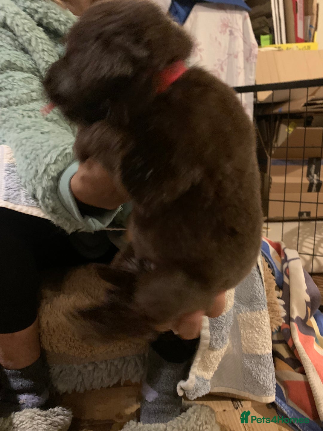 Newfoundland dogs for sale: ✨ Stunning Chocolate Newfoundland Puppies ✨ - Image 29