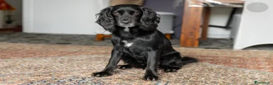 Cocker Spaniel 1