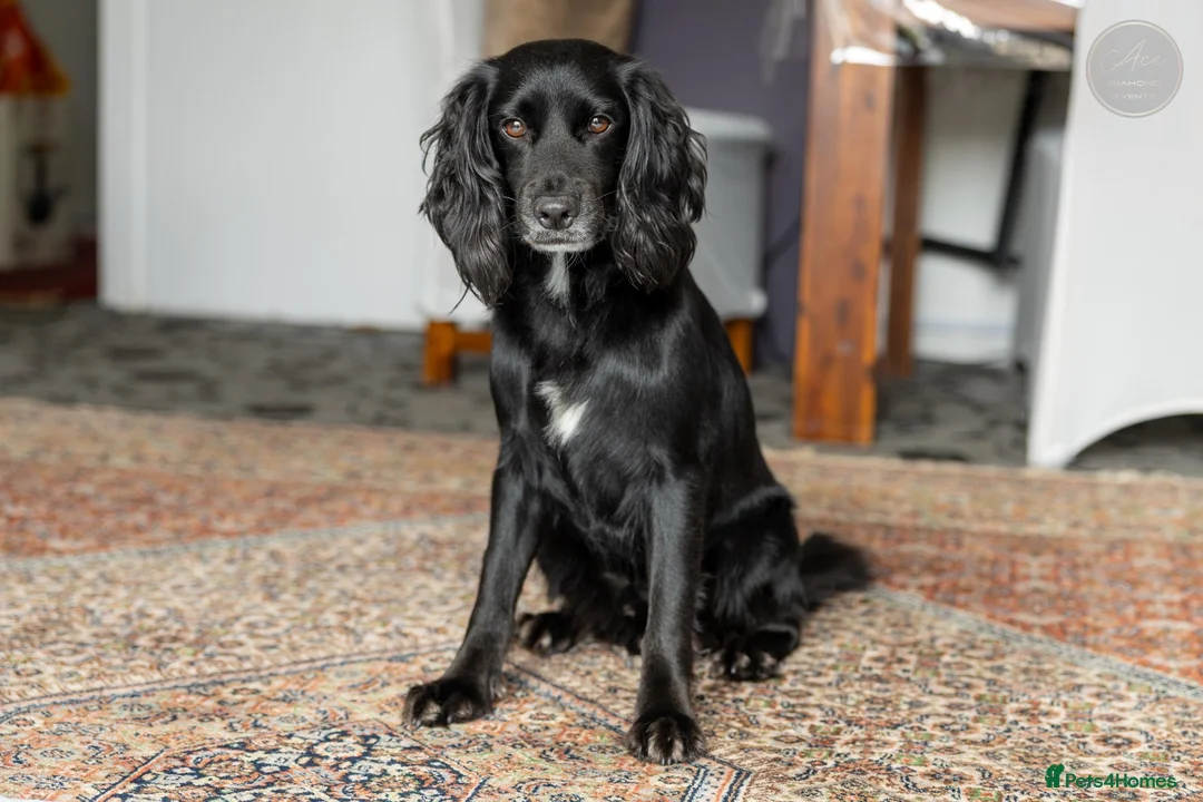 Cocker Spaniel dogs for sale: Unfortunately re homing due to health condition - Advert 16