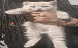 British Shorthair cats for sale: THREE MALE BRITISH SHORTHAIR KITTENS FOR SALE - Image 7