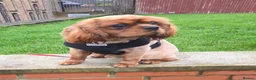 Cavalier King Charles Spaniel dogs for sale: Kc registered,  Extensively health tested  - Advert 3
